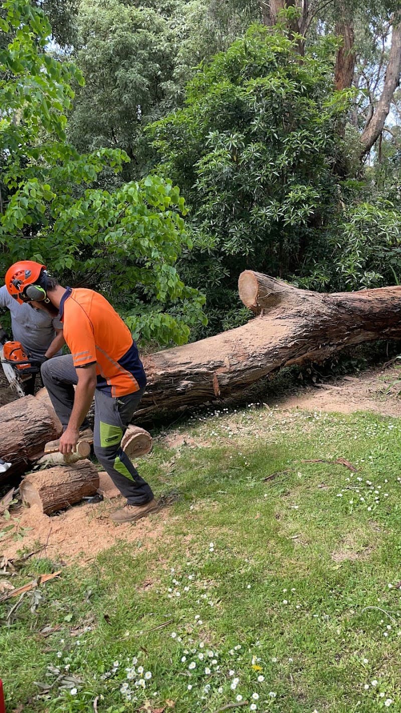 ArborPro Tree Solutions tree services work in Wheelers Hill