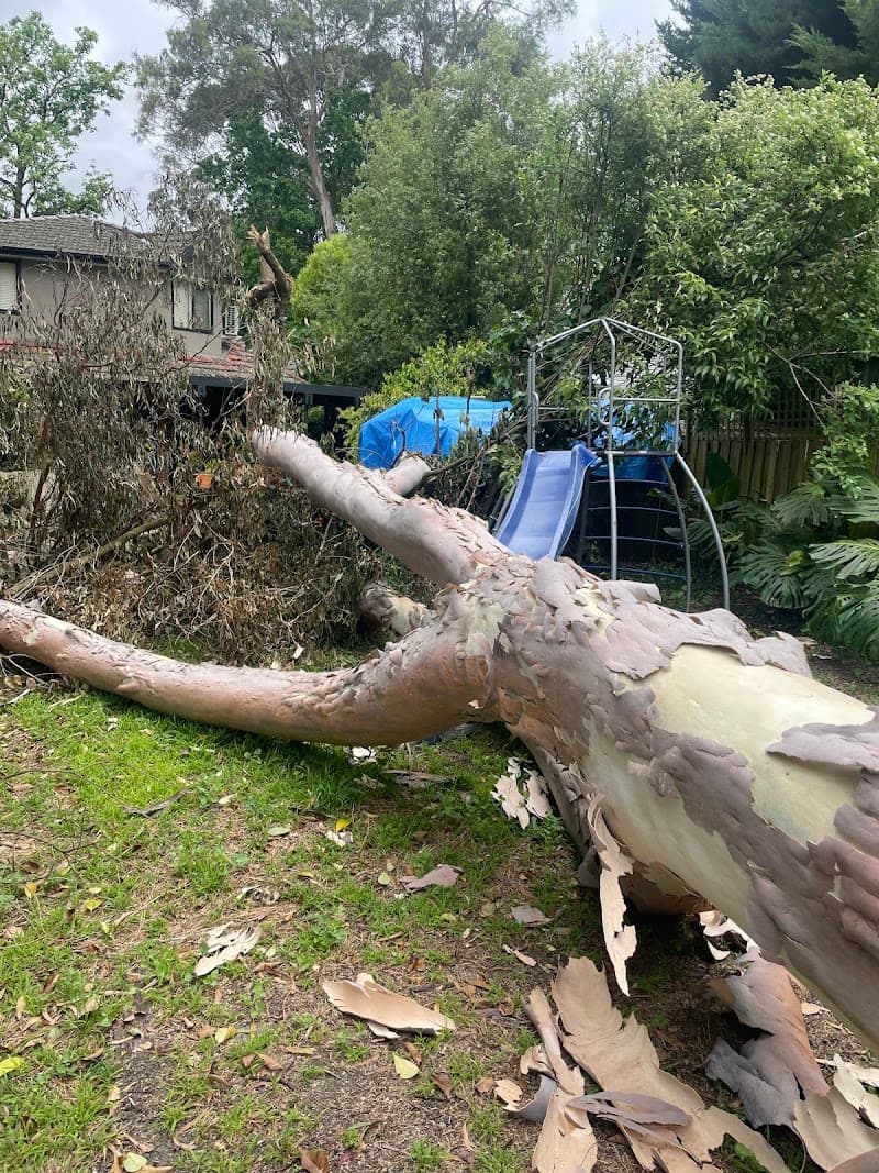 ArborPro Tree Solutions tree services work in Wheelers Hill