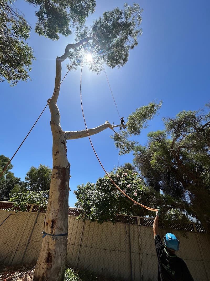 Arborwise Tree Care tree services work in Butler