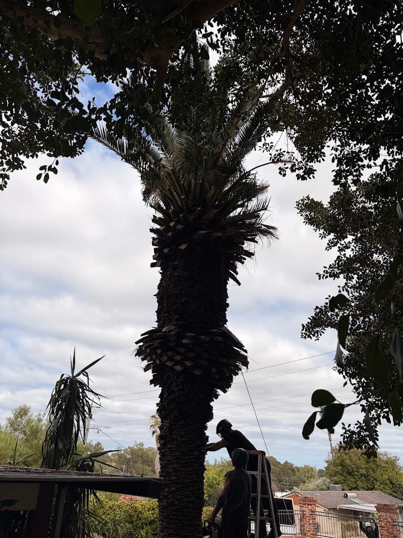 Arborwise Tree Care tree services work in Butler
