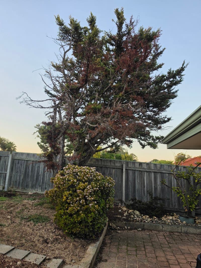 Arborwise Tree Care tree services work in Butler