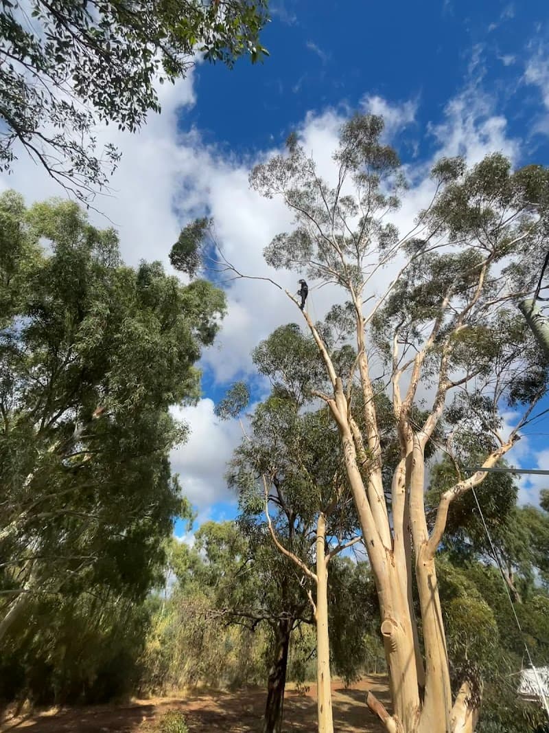 Arborwise Tree Care tree services work in Butler