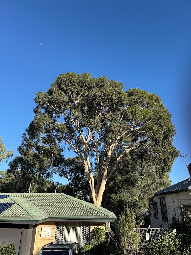 Arborwise Tree Care tree services work in Butler