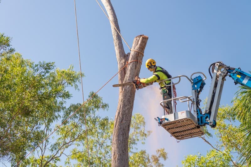 ArborWork Tree Services tree services work in Girraween