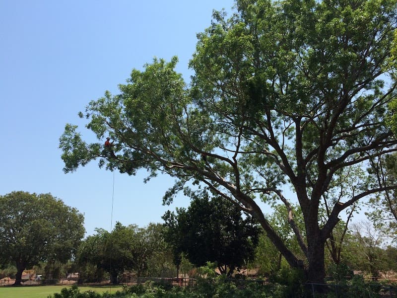 ArborWork Tree Services tree services work in Girraween
