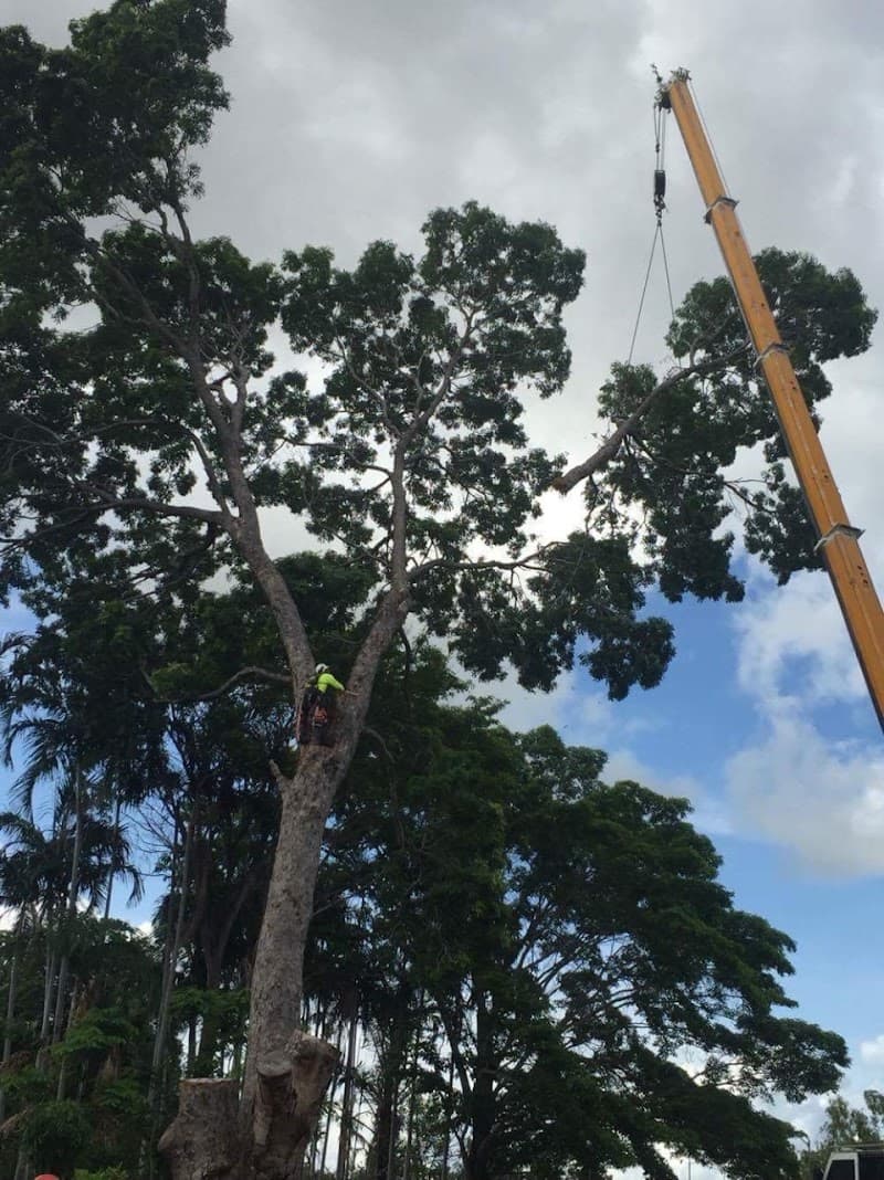 ArborWork Tree Services tree services work in Girraween