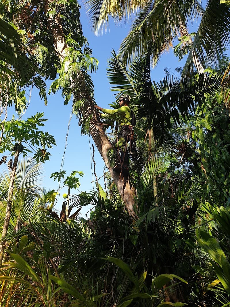 ArborWork Tree Services tree services work in Girraween