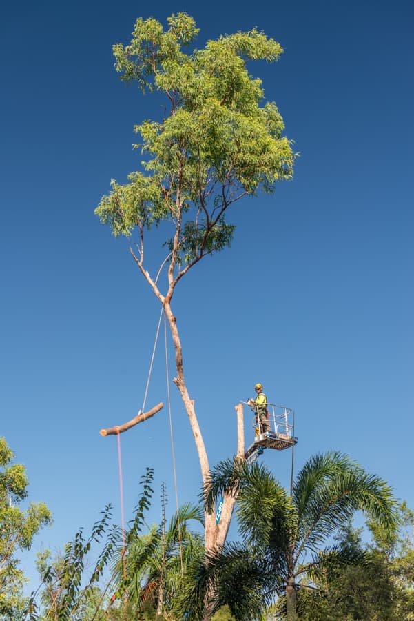 ArborWork Tree Services tree services work in Girraween
