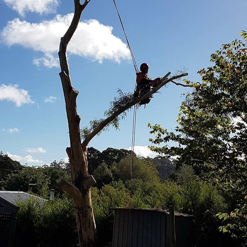 Arbpro Vegetation Control tree services work in Black Hill