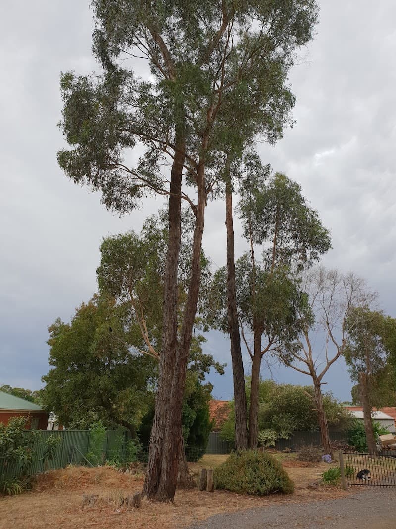 Arbpro Vegetation Control tree services work in Black Hill