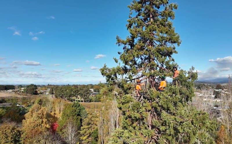 Arbscape Tasmania tree services work in Launceston