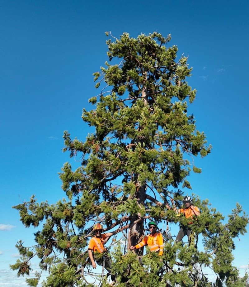 Arbscape Tasmania tree services work in Launceston