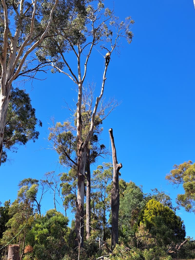 Arbscape Tasmania tree services work in Launceston