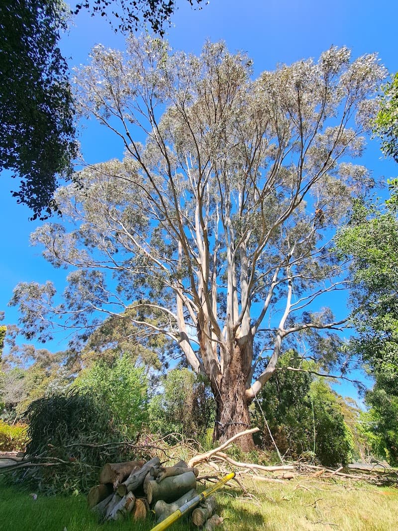 Arbscape Tasmania tree services work in Launceston