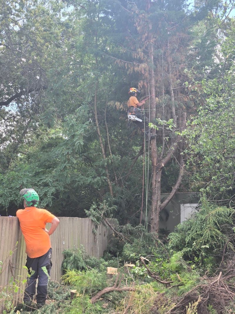 Arbscape Tasmania tree services work in Launceston