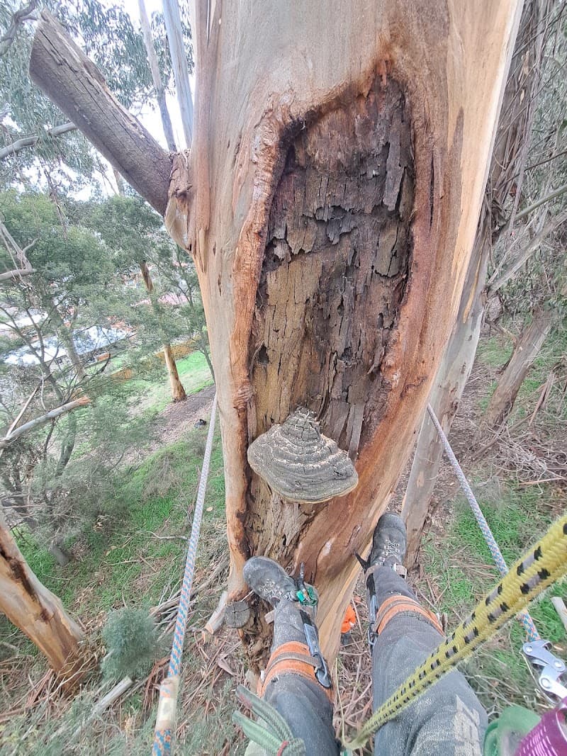 Arbscape Tasmania tree services work in Launceston