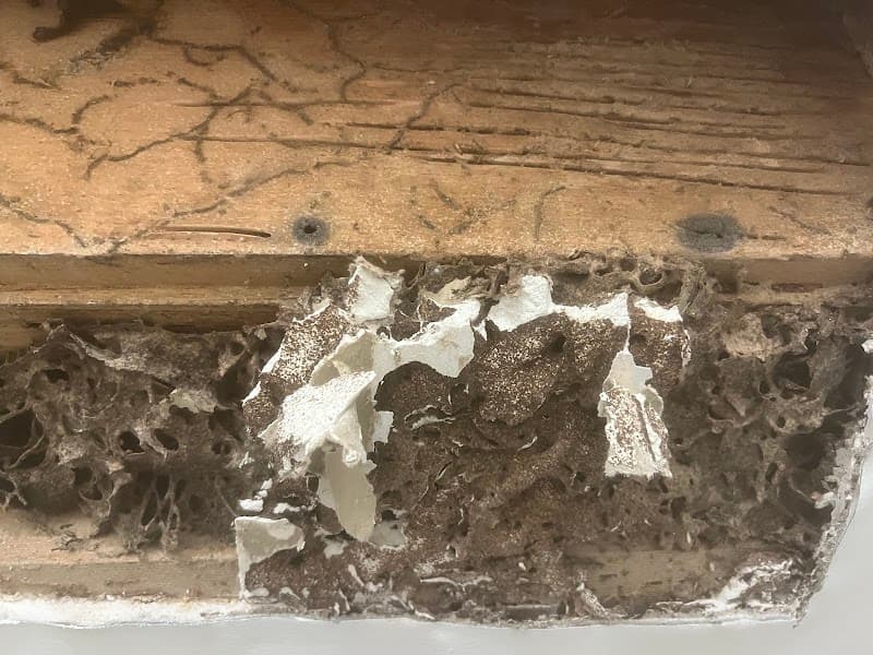Area Specialist Pest & Wildlife Solutions pest control work in Dandenong