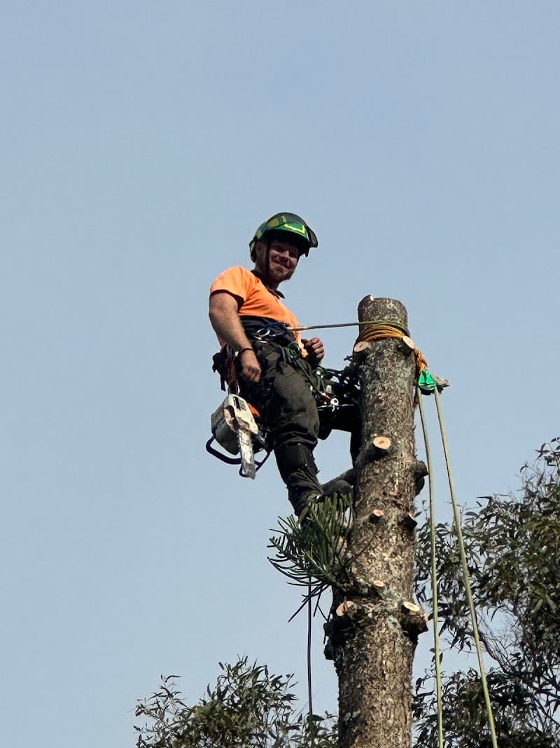 Argonauts Tree Service tree services work in Tuggerah