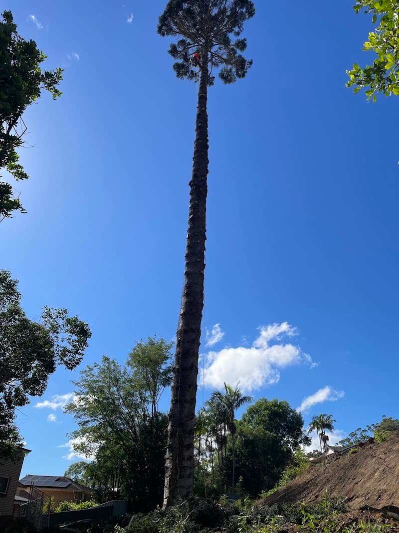 Argonauts Tree Service tree services work in Tuggerah