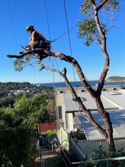 Argonauts Tree Service tree services work in Tuggerah