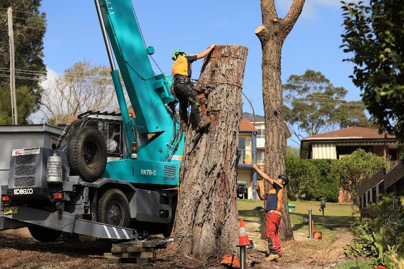 Argonauts Tree Service tree services work in Tuggerah