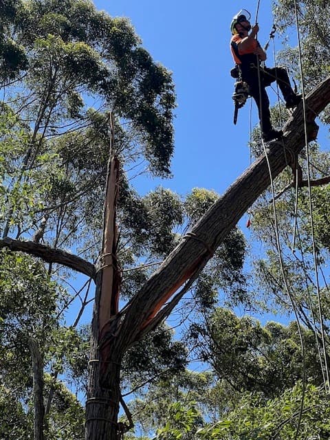 Argonauts Tree Service tree services work in Tuggerah