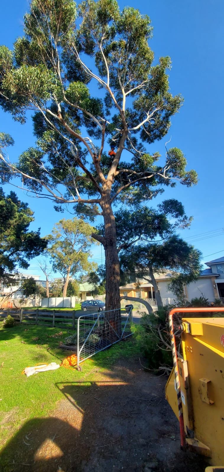 Armitage Tree Services tree services work in Moolap