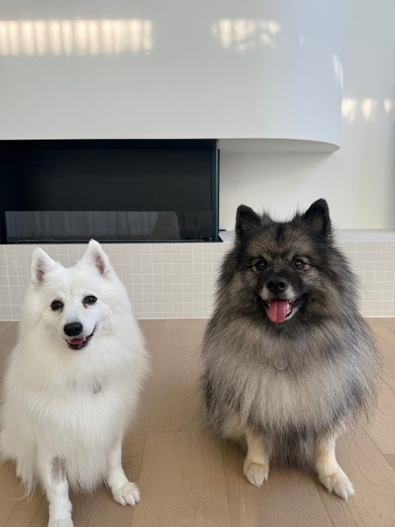 Arnold's World Luxury Dog Grooming dog grooming work in Mitchelton