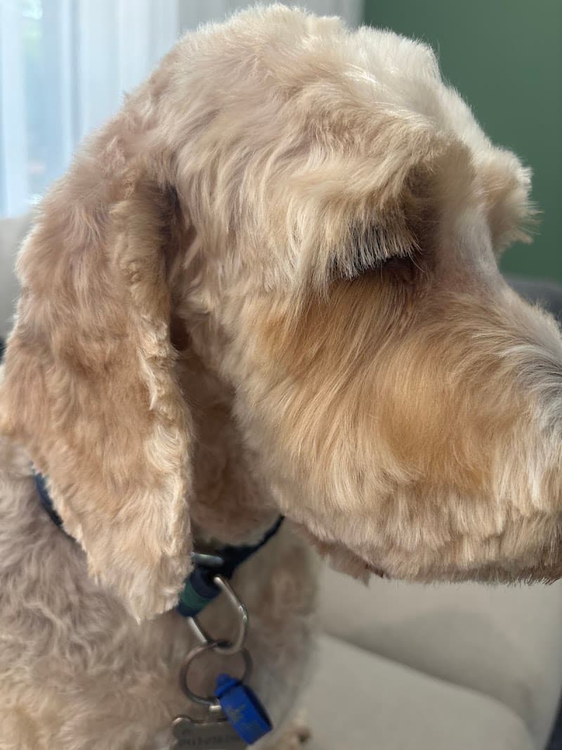 Arnold's World Luxury Dog Grooming dog grooming work in Mitchelton