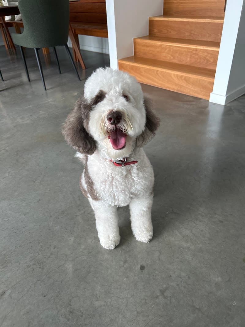 Arnold's World Luxury Dog Grooming dog grooming work in Mitchelton
