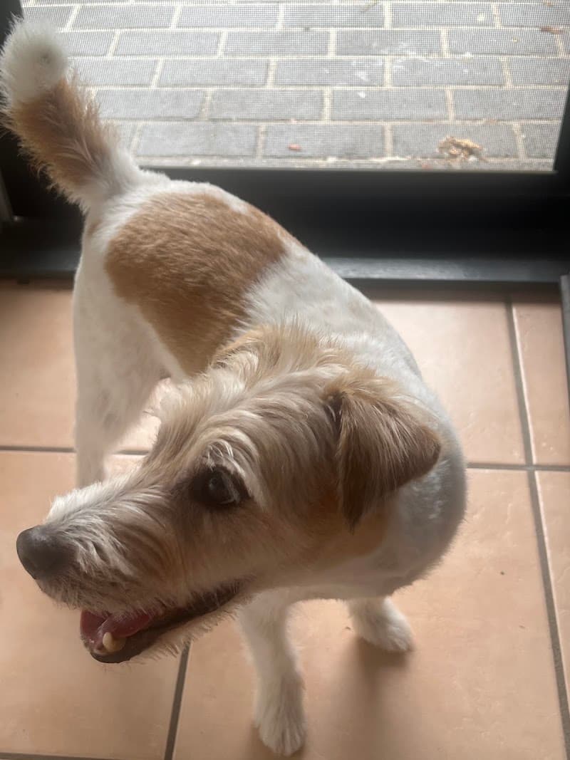 Arnold's World Luxury Dog Grooming dog grooming work in Mitchelton