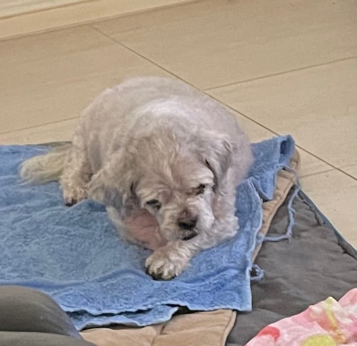 Arnold's World Luxury Dog Grooming dog grooming work in Mitchelton