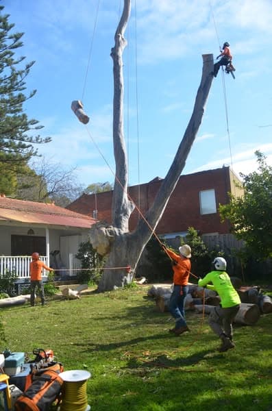 Asset Tree Care tree services work in Falcon