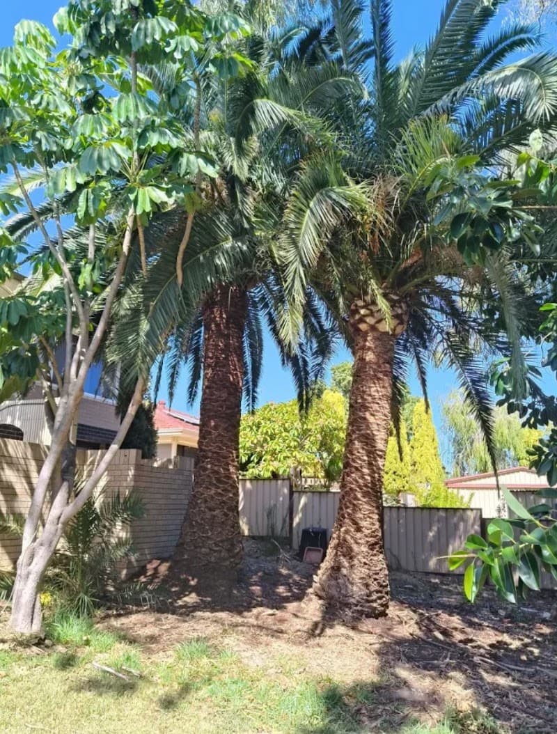 Asset Tree Care tree services work in Falcon