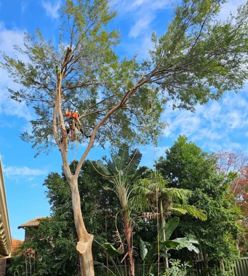 Asset Tree Care tree services work in Falcon