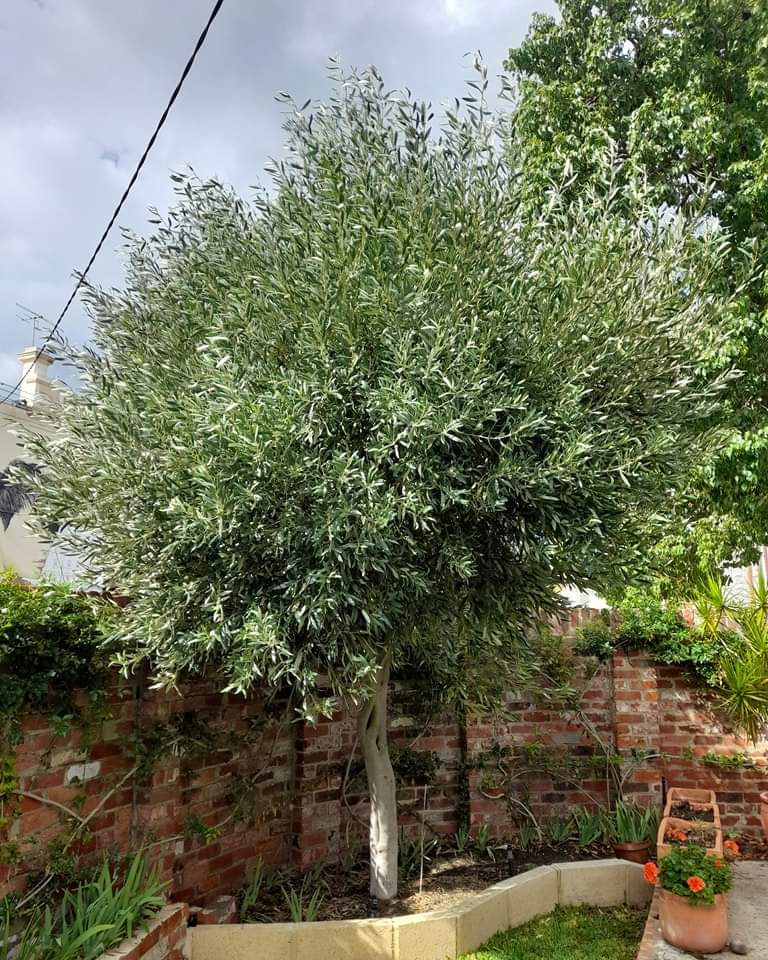 Asset Tree Care tree services work in Falcon
