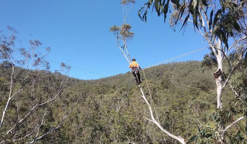 Asset Tree Care tree services work in Falcon