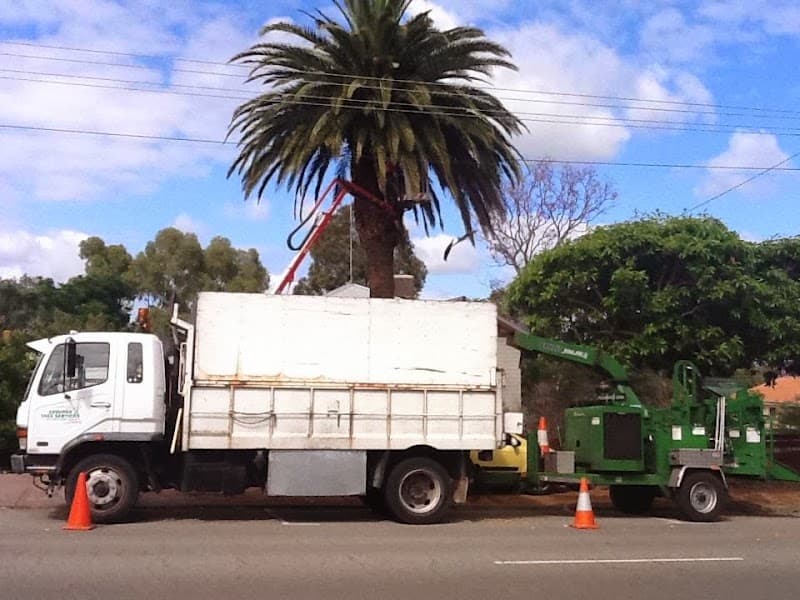 Assured Tree Services tree services work in Perth