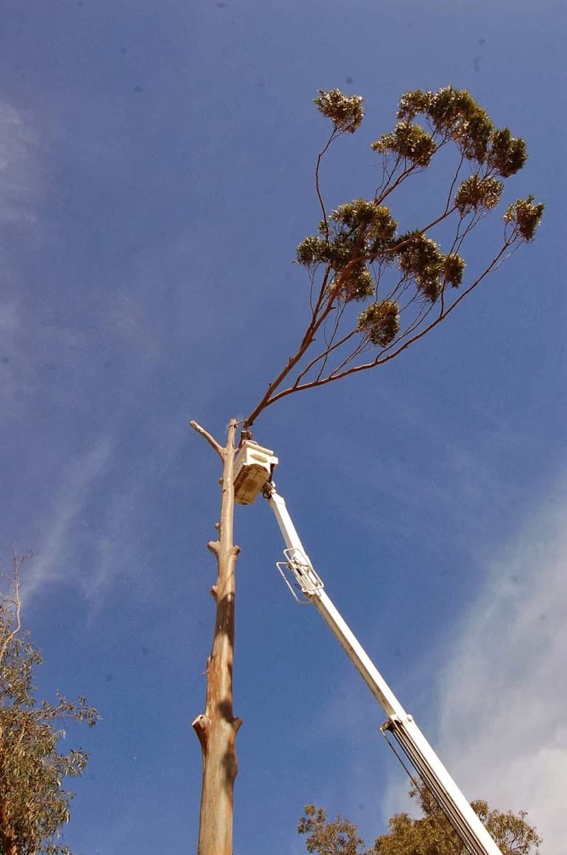 Assured Tree Services tree services work in Perth