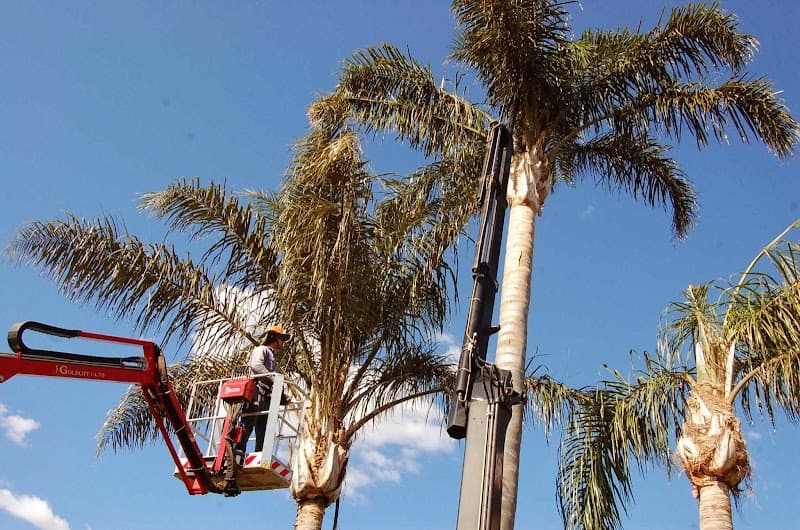 Assured Tree Services tree services work in Perth