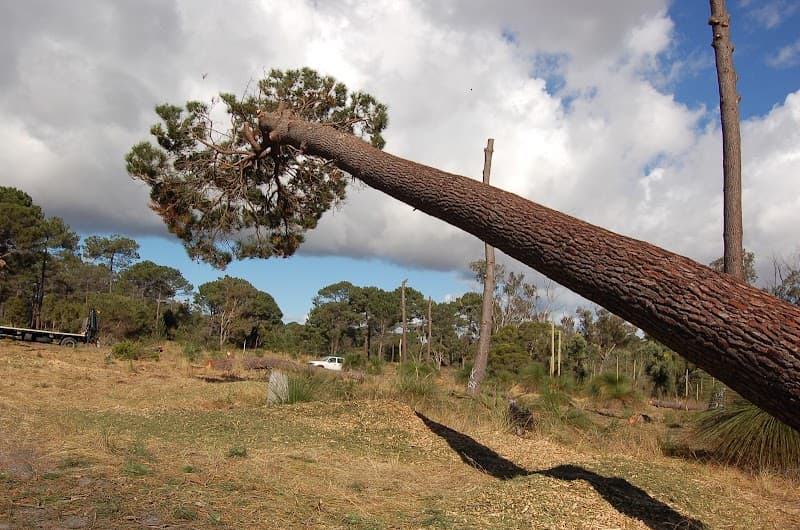 Assured Tree Services tree services work in Perth