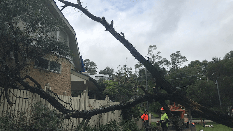 At Your Tree Service tree services work in West Ryde