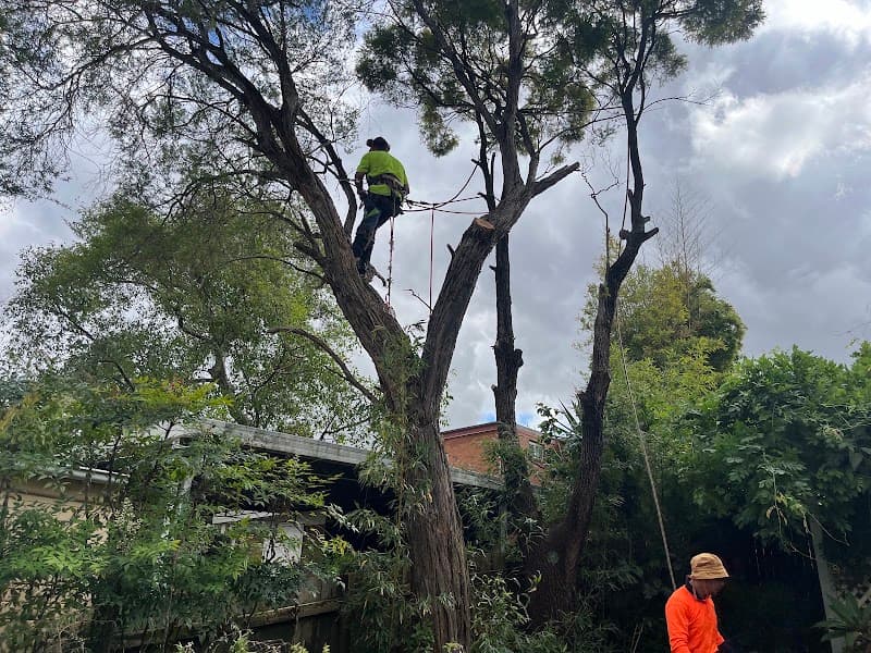 At Your Tree Service tree services work in West Ryde