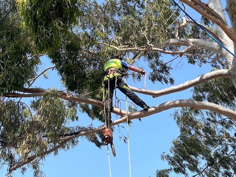 At Your Tree Service tree services work in West Ryde