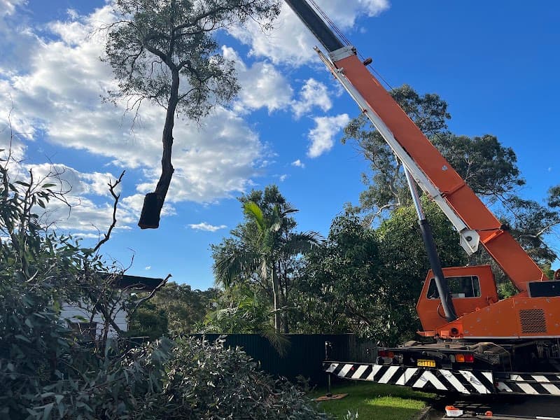 At Your Tree Service tree services work in West Ryde
