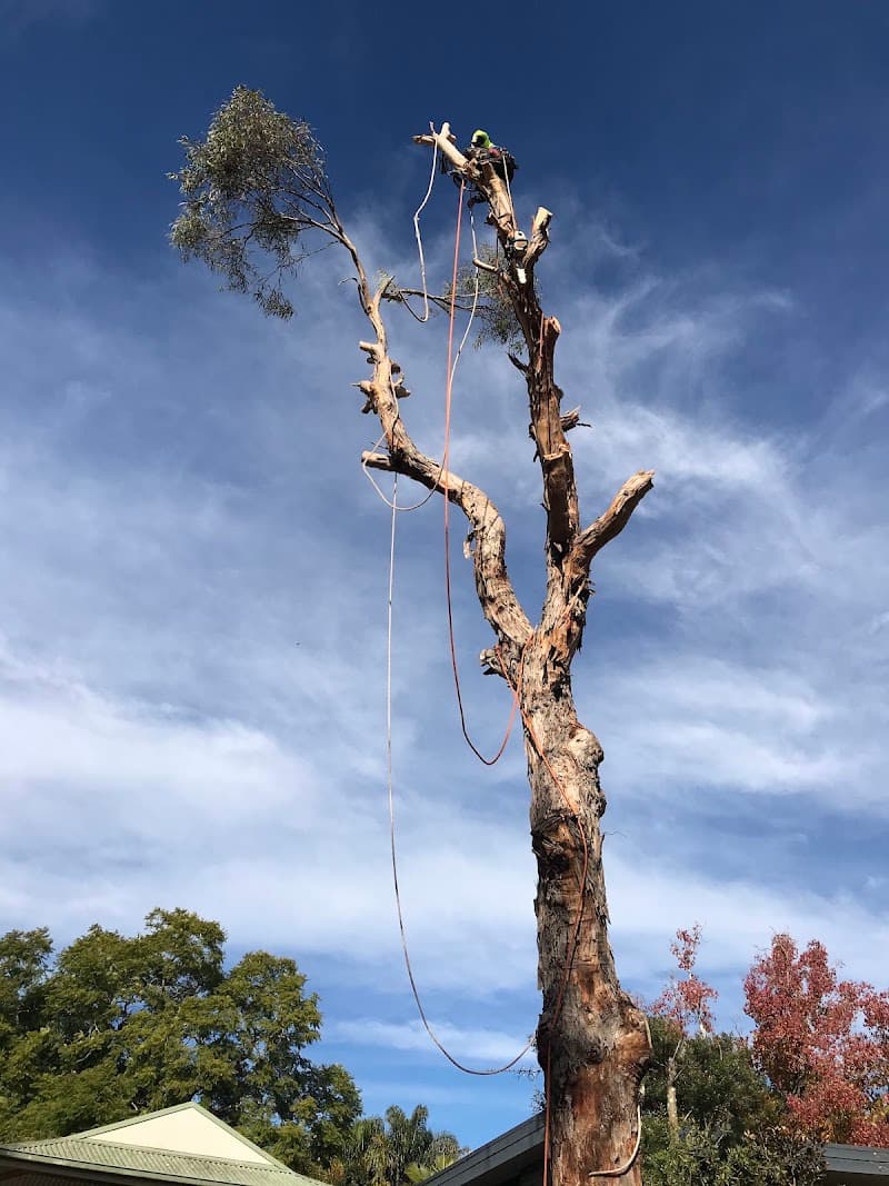 At Your Tree Service tree services work in West Ryde