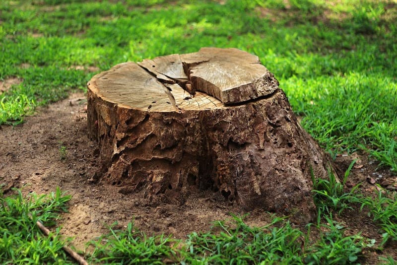 ATL Tree Lopping | Tree Removal | Stump Removal | Stump Grinding | Mulching | Firewood Sale Logan tree services work in Slacks Creek
