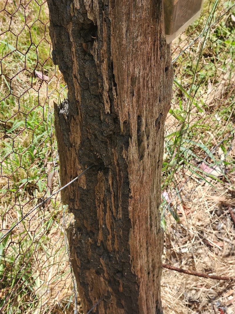 AusMite pest control work in South Toowoomba
