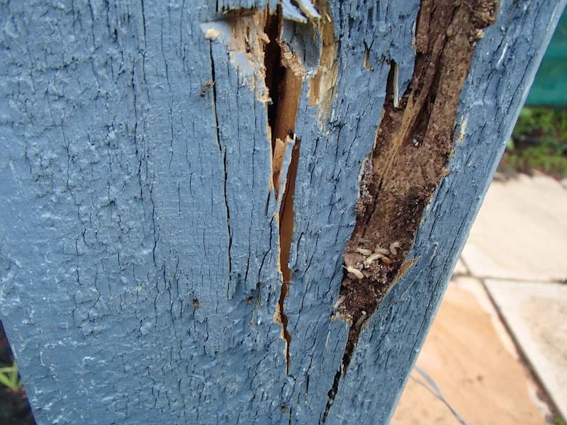 Aussie Pest Inspections pest control work in Millbridge