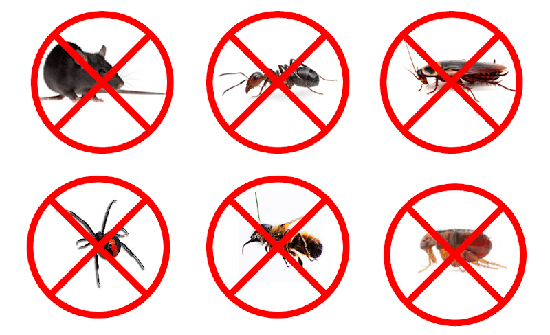 Aussie Pest Inspections pest control work in Millbridge